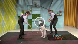 The incredibly talented Olate Dogs perform