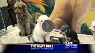 Olate Dogs Seeking Residency in Las Vegas